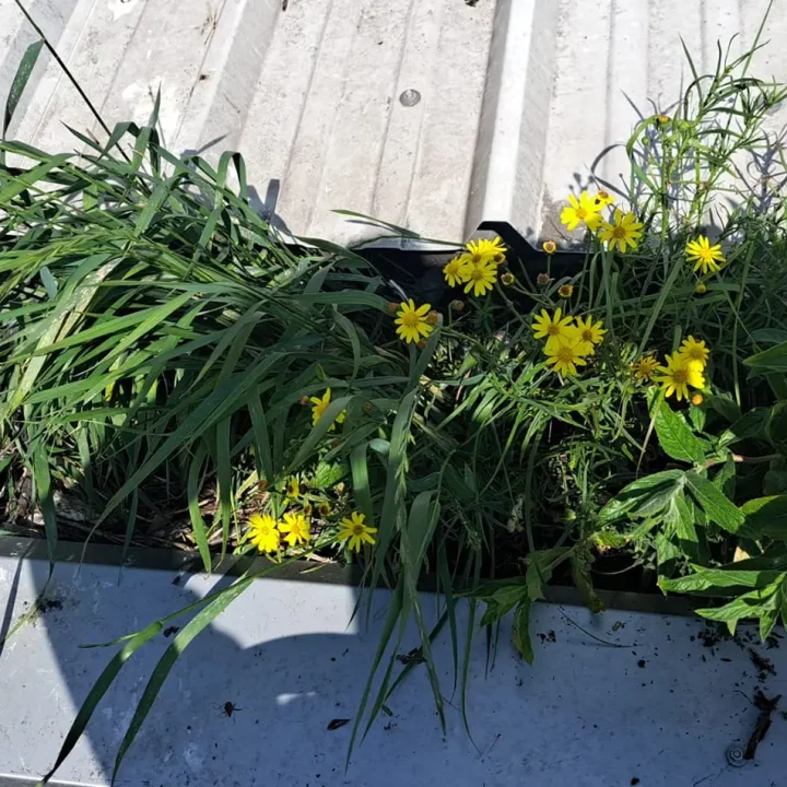 Schoonmaak van dakgoten door L-Groep, met verwijdering van ongewenste plantengroei en verstoppingen.